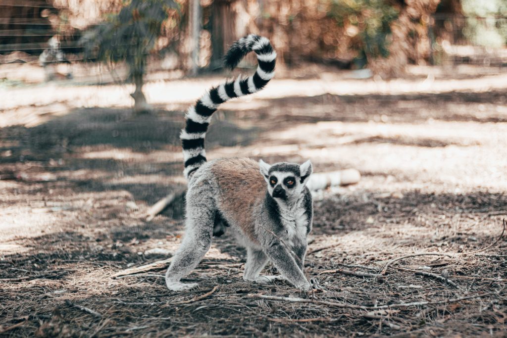 A ring-tailed lemur stands on a dirt ground with its striped tail raised, looking back. The background features blurred outdoor vegetation.