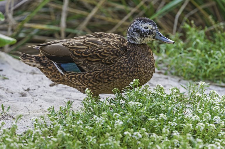 A brown, speckled duck with a white and black head stands on sandy ground surrounded by green vegetation.