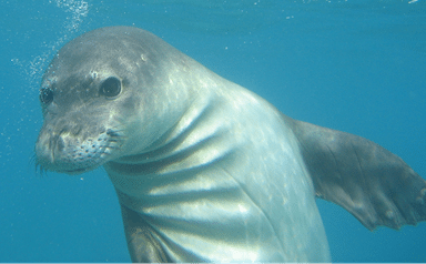 A close-up underwater photo of a seal swimming, showing its face, flippers, and the blue water surrounding it.