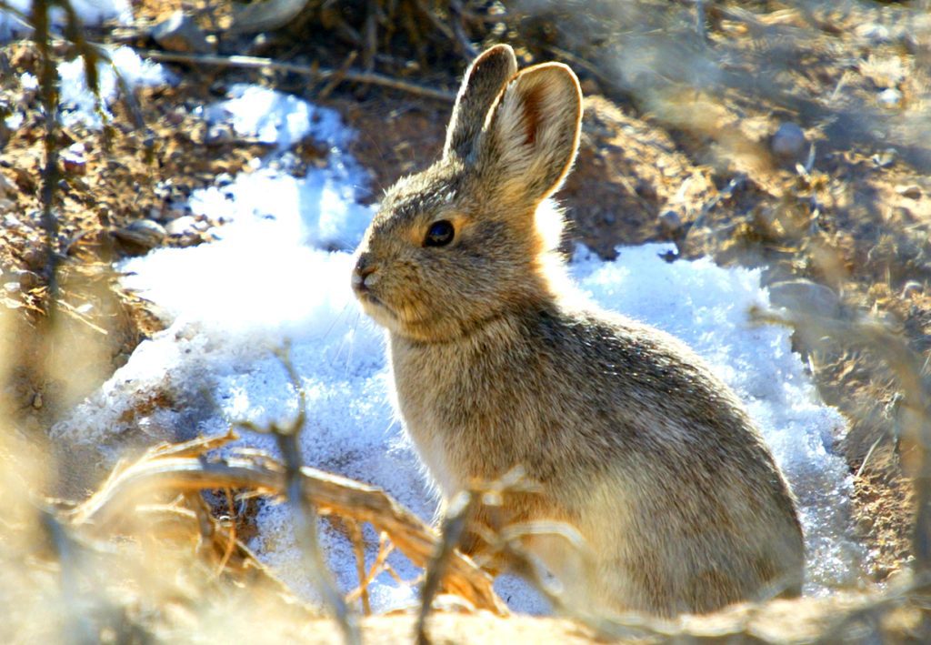 A small rabbit sits on the ground partially covered in snow, surrounded by sparse vegetation.