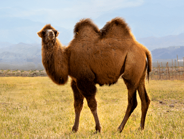 A camel with two humps stands on a grassy field with mountains in the background.